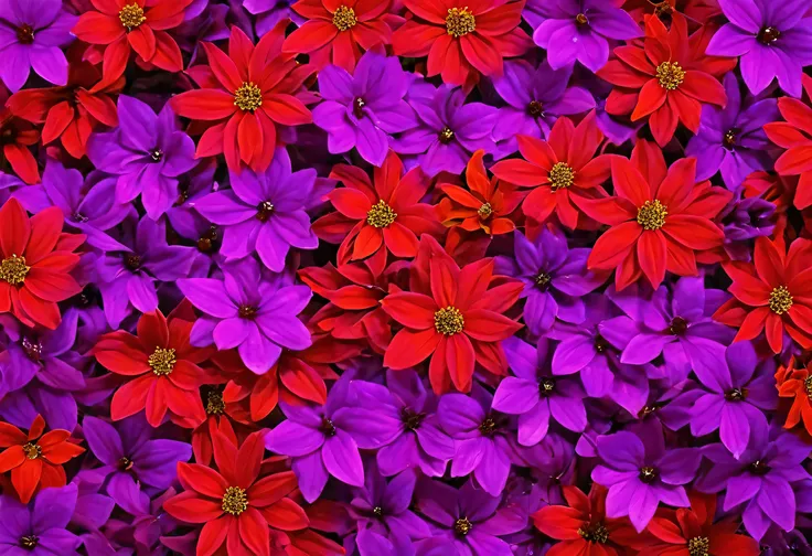 Many colorful flowers in one bunch, Red and magenta flowers, Warm and vibrant colors, Purple and red flowers, Vivid and rich colors, Vibrant and lively, Purple and red colors, purple and scarlet colors, Vivid and vibrant, rich floral color, Vibrant and liv...