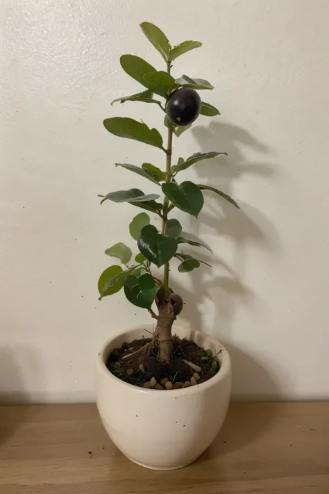 A passion fruit plant, com ao menos 5 folhas, amarrada por um arame vertical, which leads to another horizontal wire
