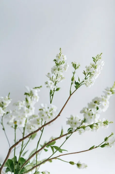 White background, white background, pure image, White branches, White flower, White flower瓶