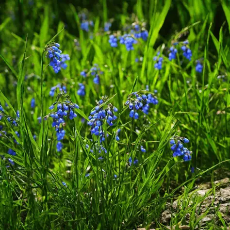 Symphytum caucasicum10
