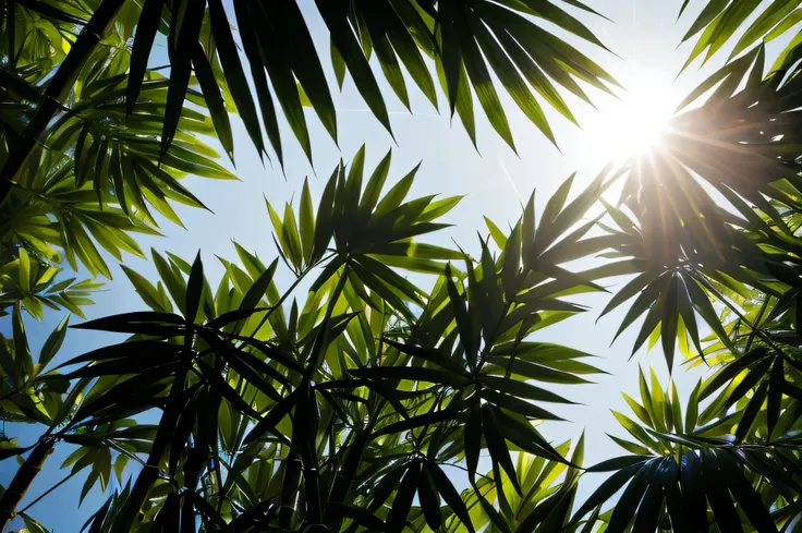 Sunlight filtering through bamboo leaves　atmosphere　high quality　Real　Low contrast　Lots of white space in the middle　Center margin of image