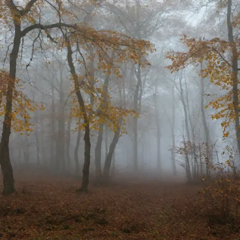 Owen forest10