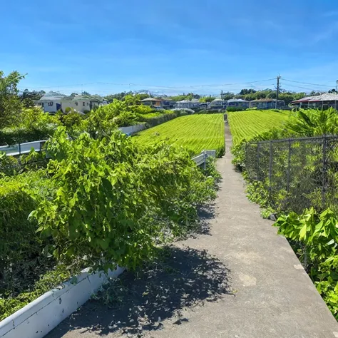 Rural Scenery of Japan