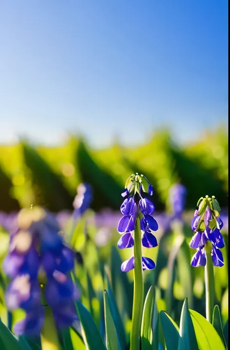 purple flowers with white stems in the grass in the sun, dew, spring, springs, by Hans Schwarz, spring early morning, early spring, by Joan Ayling, dew drops, by Jan Rustem, grape hyacinth, dewdrops, by Jan Jahn, by rainer hosch, by Gerard Soest, beautiful...