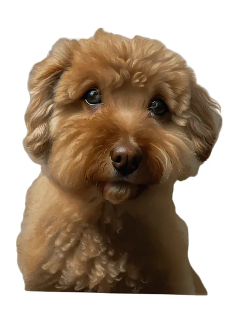 (thick brush:2),toy poodle，close-up of a dog painted in black and white on a white background, delicately depicting its fur, por...