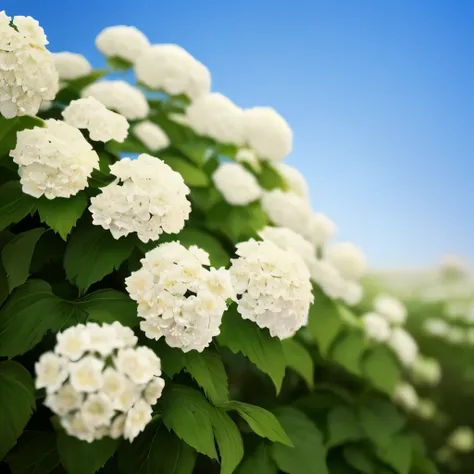 there are many white flowers that are in the sun, a digital rendering by Robert Thomas, flickr, digital art, deity of hydrangeas, hydrangea, beautiful large flowers, soft sunlight dappling, paul barson, beautiful nature, large)}], profile pic, beautiful fl...