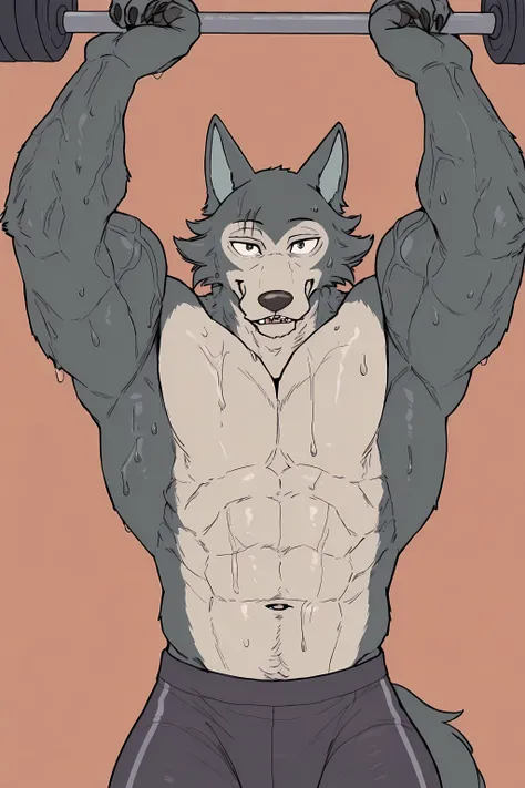 l3gosh1, beastars, male, solo, wolf, muscular, athletic, masculine, looking at viewer, half body, (small eyes), flat color, workout_pants, happy, lifting weights, simple background, sweaty body, veiny arms, bulging muscles