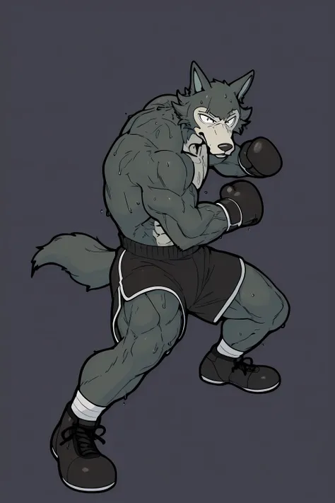 l3gosh1, beastars, male, solo, wolf, muscular, athletic, masculine, (small eyes), flat color, boxing_gloves, simple background, sweaty body, veiny arms, bulging muscles, boxing_stance, dynamic pose, boxing_pose, (black outline), boxing_shoes, boxing_shorts...