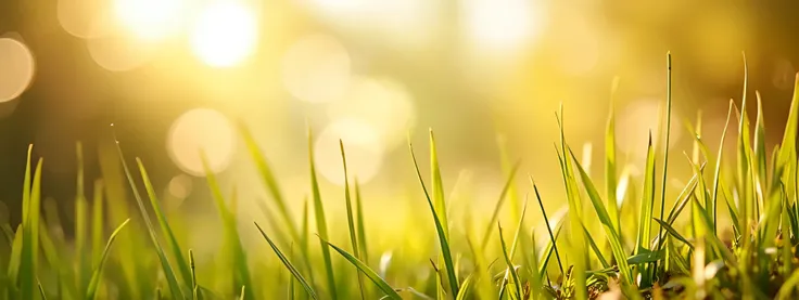 This image is very similar to the previous one; it's a photograph or digitally enhanced image depicting a close-up view of grass with a bright, sunlit background. The key differences are subtle variations in the bokeh and the exact shade of green in the gr...