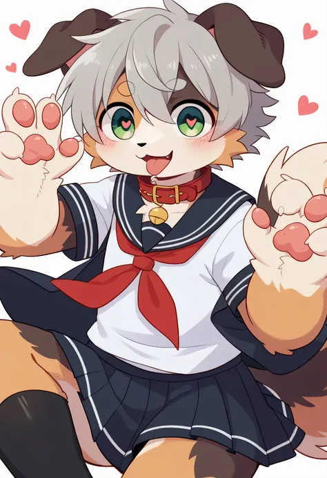   very detailedな,  very detailed, Australian shepherd fur ,Age 15,gray hair,male, master sticking out his tongue ,Australian shepherd fur, excited,Participation,   cute face ,  Show me your legs ,Horny maleの子, red collar on the floor,Cute ears ,Fluffy ears...