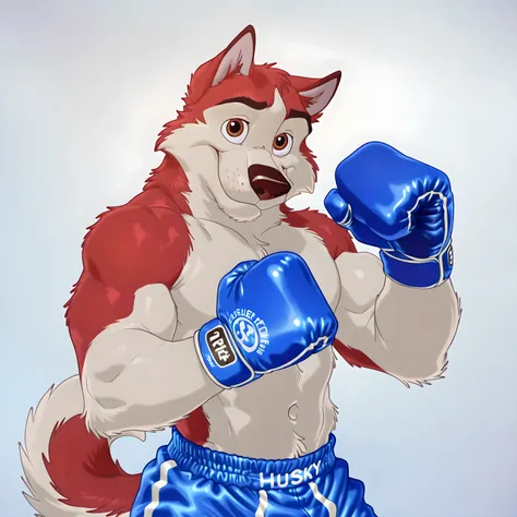 kodiak, husky, "HUSKY", solo, detailed, detailed face, detailed eyes, anthro body, male, (young, young adult), ((very muscular)), cartoon shading, blue boxing gloves, blue boxing shorts, (no background, white background), shirtless, looking at viewer, half...