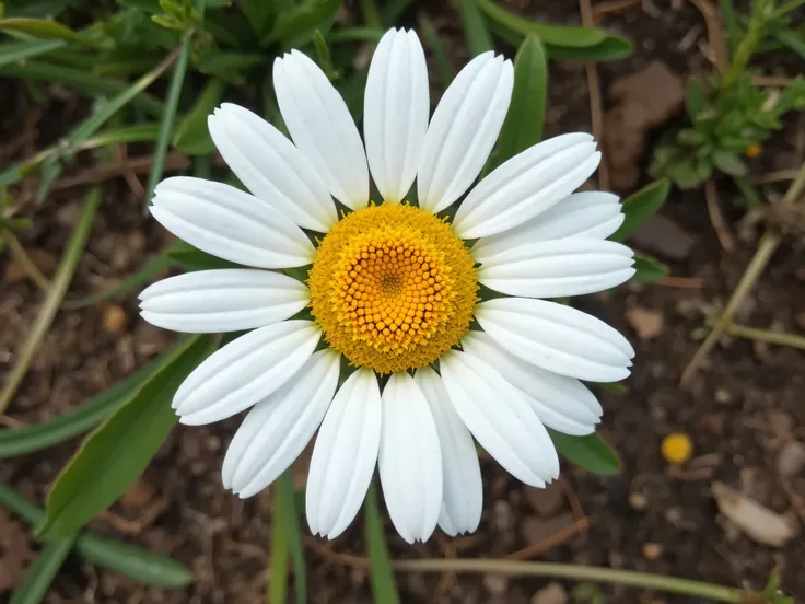 Create a stylized daisy flower, viewed from above. The flower should have 12 white teardrop-shaped petals arranged around a bright yellow round center. 
The flower should be photographed outdoors on a natural surface, with grass and soil visible in the bac...