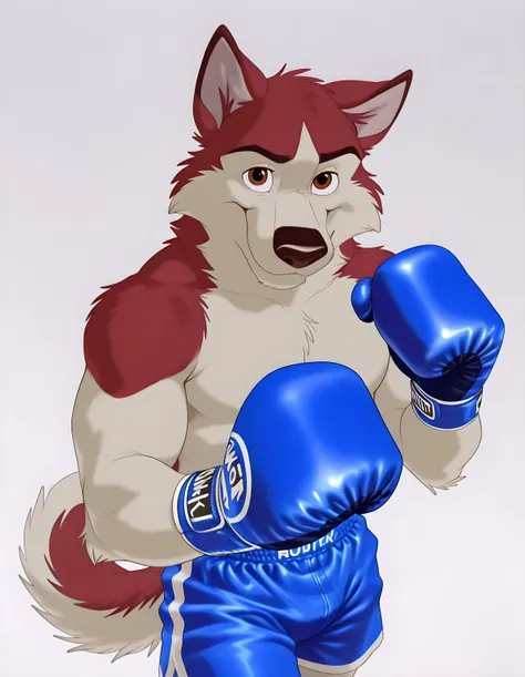 kodiak, husky, solo, detailed, detailed face, detailed eyes, anthro body, male, (young adult), (very muscular), cartoon shading, blue boxing gloves, blue boxing shorts, (no background, white background), shirtless, looking at viewer, half body, walking tow...