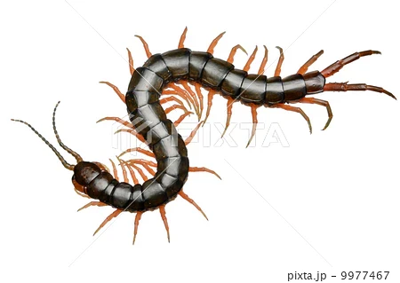 centipede