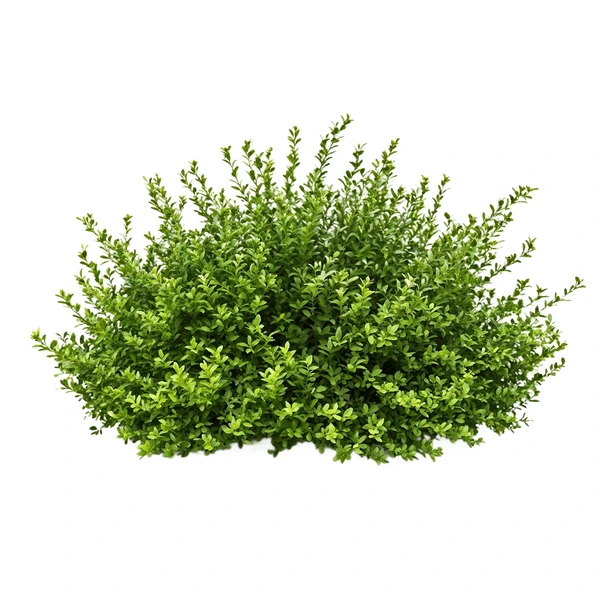 Hairy / Bush flux2 klein 1