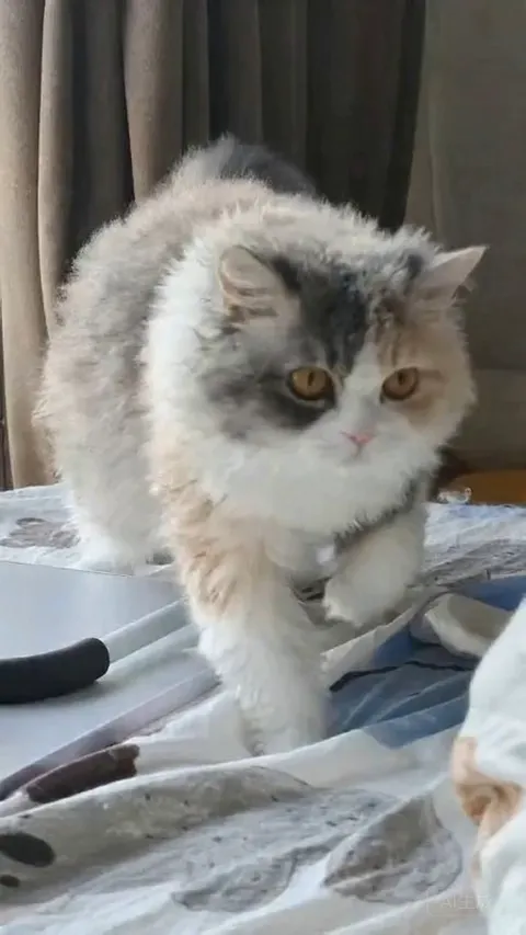 讓你的寵物開口說話簡單教程