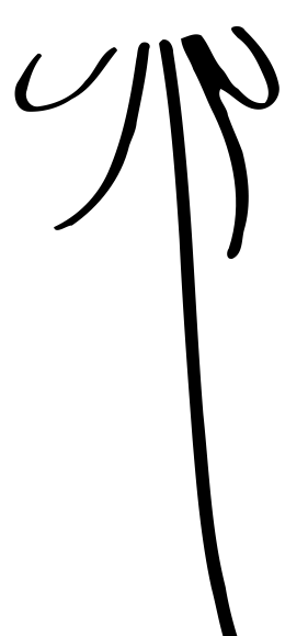 SH 1.1