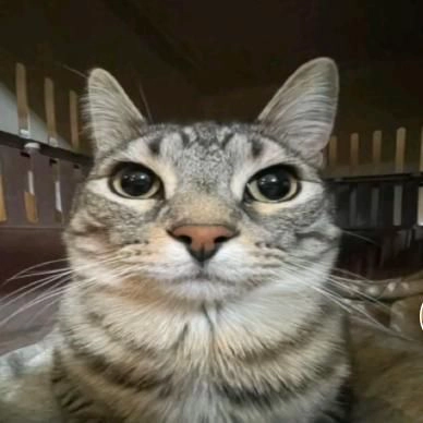 Cat Girl