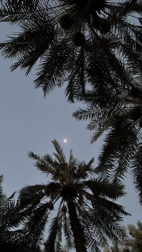 تطبيق