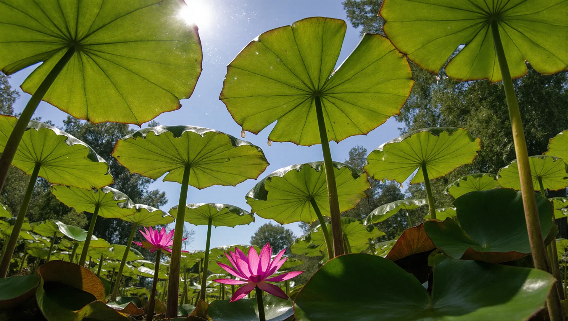 Lotus scene
