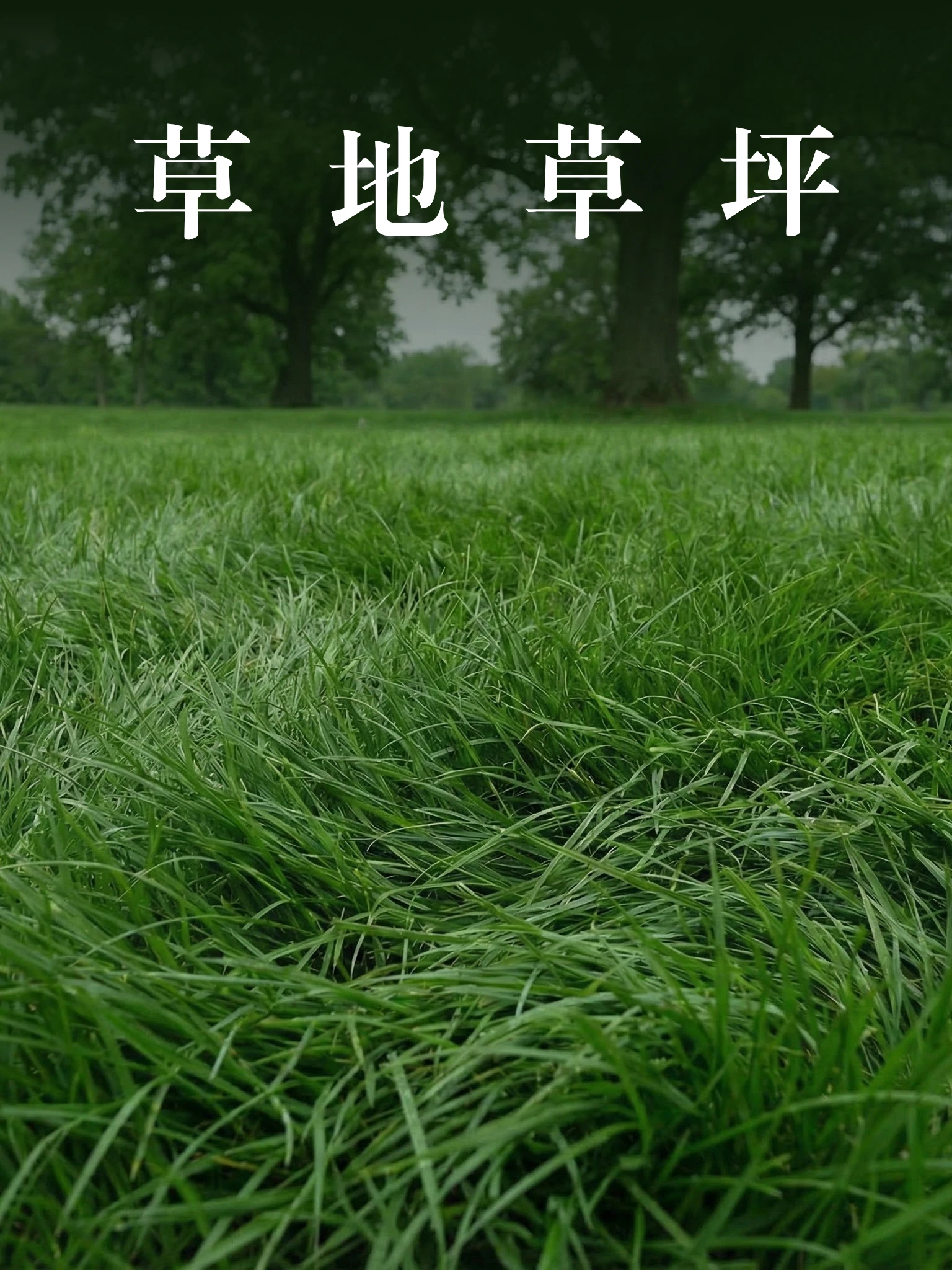 草地草坪 1.0
