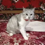Богдан Сандрацький
